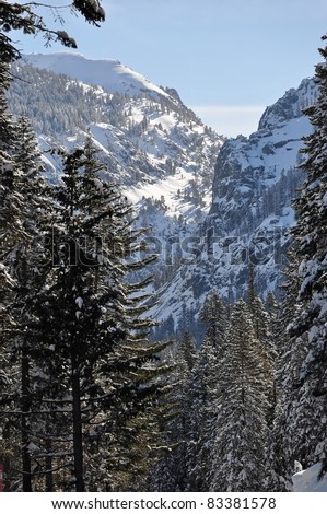 Sierra Nevada Mountains - Winter Forest, spruce trees covered by snow. Sequoia National Park in California, USA