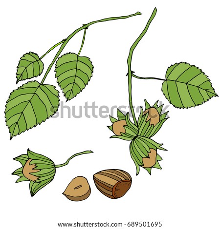Branch with leaves and ripe, forest, nuts, isolated. Set of hazelnuts. Vector color hand drawn illustration.Colored page for adults and children.Design, book, textile, print, poster, fabric, card