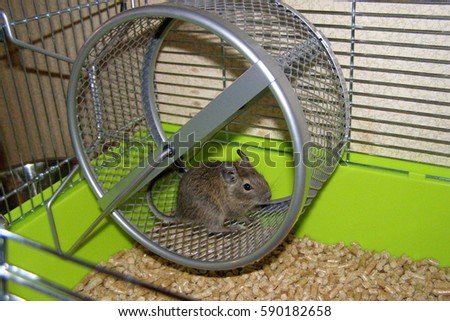 Similar – Foto Bild Degu sitting in wheel