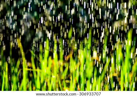 Rain and rice