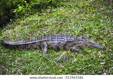 african crocodile