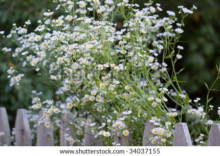 White flowers atop a picket fence, mini