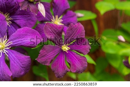 Similar – Foto Bild blühende Clematis in der Hecke