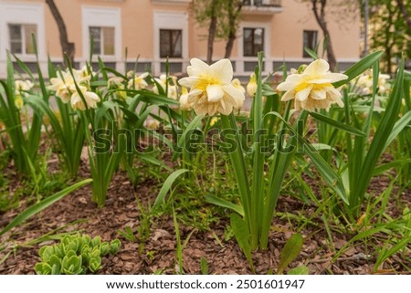 Image, Stock Photo Beautiful terry daffodil Manly blooms in the spring in the garden