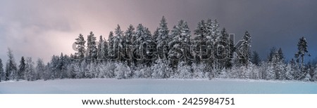 Similar – Image, Stock Photo Forest edge in heavy snowfall on holy evening 2021