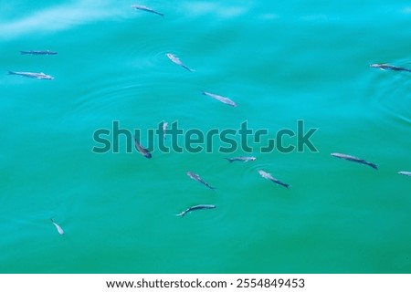 Similar – Image, Stock Photo Rippled ocean near green mountain with walkway under sky