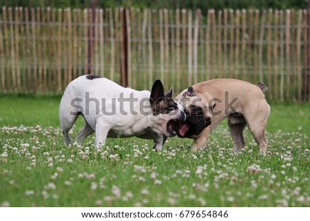 Similar – Image, Stock Photo two French bulldogs going downstairs on walk