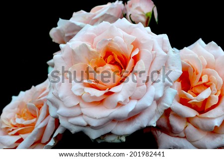 shaggy flowers roses, giant roses, pink roses, thorns, three large roses, love, gift, joy, love, decoration, cut flowers