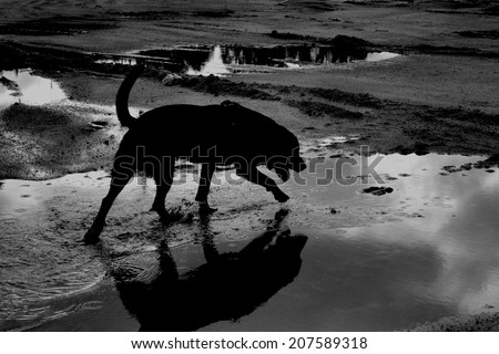 black and white photo, desert, hike, walk, black white, shadows, lights, dog, photo, loyal friend, portrait, art, artwork, happy pet
