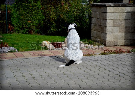 dog, big dog, white dog, guarding the garden, garden, ornamental garden, maintained, guard dog, happy dog, a beautiful garden, green, home, house, garden
