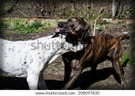 Two dogs playing, game, game, big dog, garden, home, watchmen, domestic dog, large breed, race, match, mates, black dog, white dog, happy dogs, brindle color