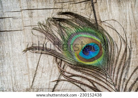 peacock, peacock feather, bird, green, purple, blue, yellow, diversity, colorful feathers, feathers, feather, ornamental feathers, ornamental bird, rare, protected, animal, bird
