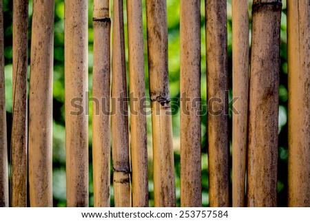 rattan, bamboo, curtains, mats, nature, natural, plant, shrub, tree, leaves, green, brown, firm, private terrace, dried, stick, rattan, background,