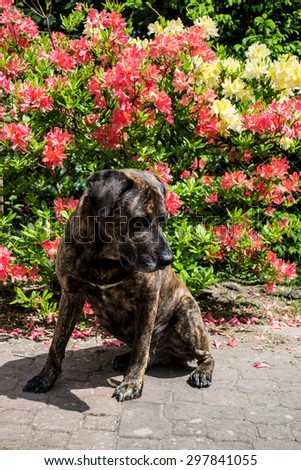 dog, dogs , portrait, brown , white , black and white , azalea, azalea bush , yellow lemon , pink, red azalea, azalea dog posing in front , fragrant shrub , garden , home