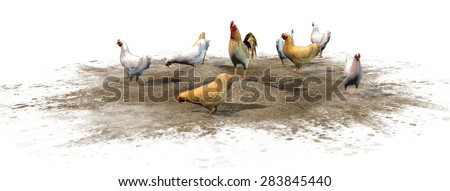 chicken and rooster isolated on white background