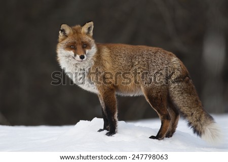 Red fox stands on snow bank against grey background
