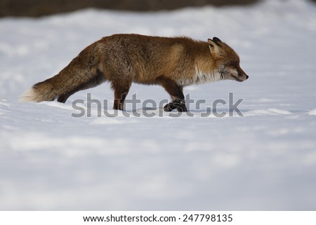 Red fox walks on snow covered filed against white background