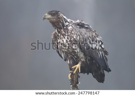 Juvenile white-tailed eagle with rings  sits on top of broken tree stump with grey fog in background