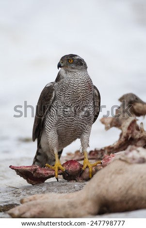 Goshawk sits on top of pig carcass in feeding station against white background