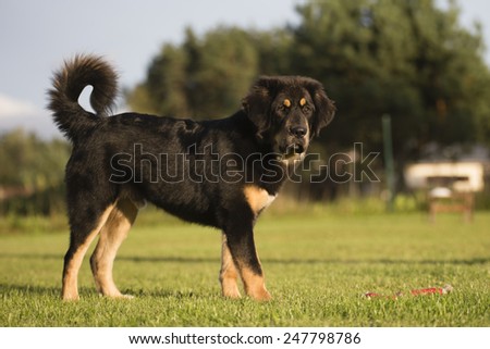 Tibetan mastiff puppy stands in a yard