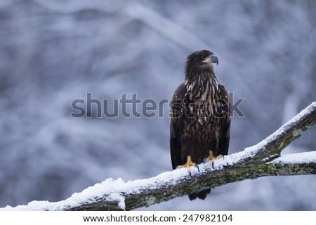 Juvenile white-tailed eagle  sits on top of fallen tree stump with snow covered bushes in background