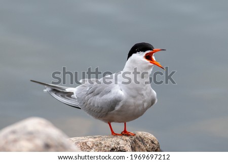 Sternaide seabirds, standing on a rock near the ocean with its orange beak. The slender grey and white bird has a black head, forked tail, narrow wings, long bill, and relatively short legs. Stock foto © 