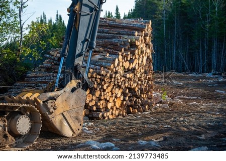 A stack or stockpile of spruce wood logs neatly piled. The massive logging material is from different sized and aged trees. The harvested stack of forest sticks is for firewood and timber milling.  Foto stock © 