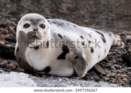 Similar – Foto Bild Seehund liegt am Strand der Düne von Helgoland