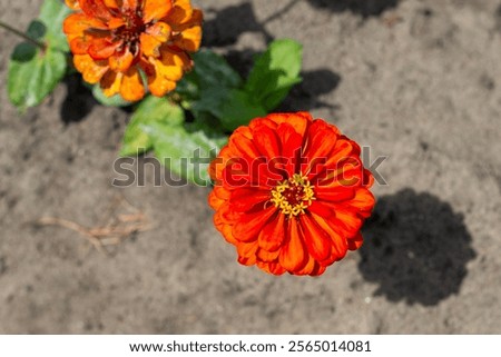 Image, Stock Photo Some bright daisies flowers keep distance from each other on a grey, ancient stone wall covered with moss in front of a pool with blue-green shimmering water