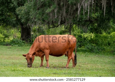 Similar – Image, Stock Photo reddish grasses Grass