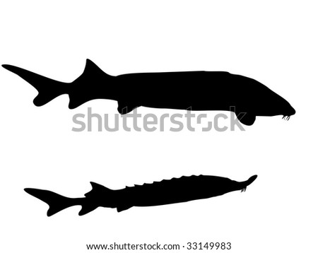 Sturgeon-Vector-Silhouette - 33149983 : Shutterstock