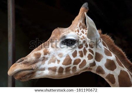 Side of a giraffe\'s head