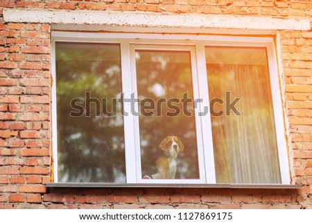 Similar – Image, Stock Photo Cute dogs looking through window