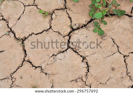 Dry land. Green leaf on cracked ground, Dry cracked ground filling the frame as background,Drought land