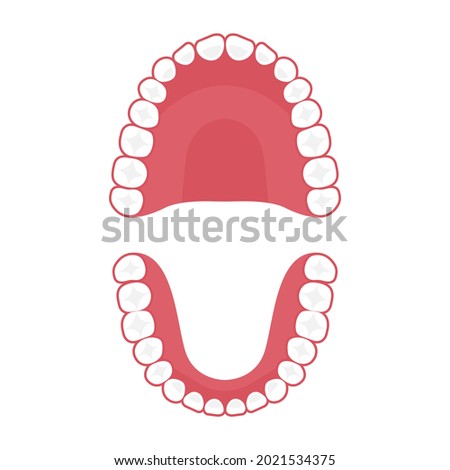 Teeth upper and lower jaw, vector tooth for dental clinic