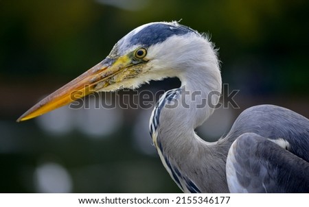 Similar – Foto Bild Graureiher im Baum Natur