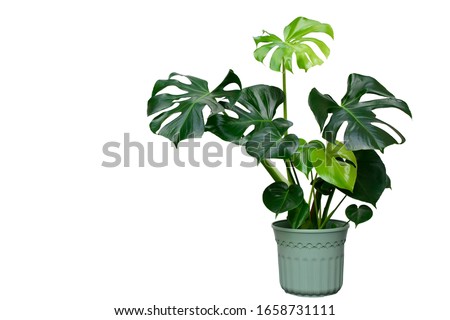 Similar – Image, Stock Photo Monstera im detail