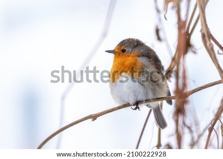 Similar – Image, Stock Photo Robin on the branch