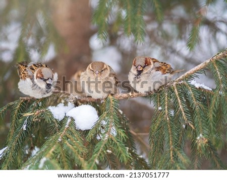 Similar – Image, Stock Photo Three branches of a Dragon tree also known as Dracaena draco or Drago from Canarian islands
