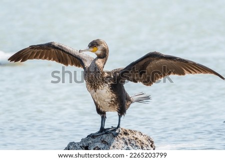 Similar – Image, Stock Photo Group of cormorants in a Llobregat Delta, Barcelona, Spain