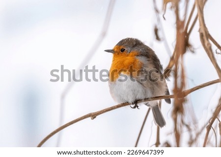 Similar – Image, Stock Photo Robin on the branch