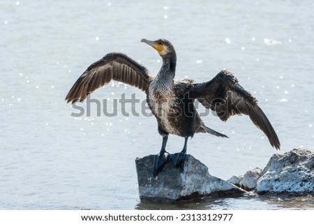 Similar – Image, Stock Photo Group of cormorants in a Llobregat Delta, Barcelona, Spain