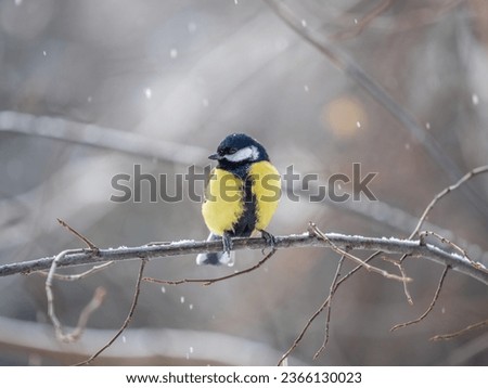 Similar – Image, Stock Photo The little great tit is still a little dazed from the flight against the window. Gently I put it from my hand into the green grass.