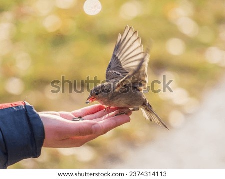 Similar – Foto Bild Ein Spatz auf seinem Beobachtungsposten  auf dem  Sonnenschirm