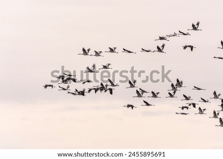 Similar – Image, Stock Photo Flock of birds against dark sky