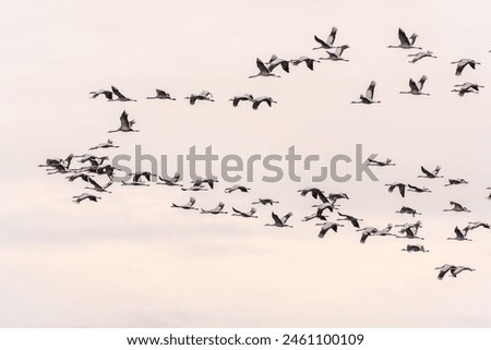 Image, Stock Photo Crane flight against a cloudy, orange sky. There they fly in the sunrise.