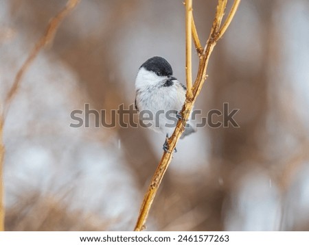 Similar – Image, Stock Photo tit on a branch in the forest