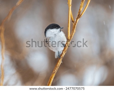 Similar – Image, Stock Photo tit on a branch in the forest