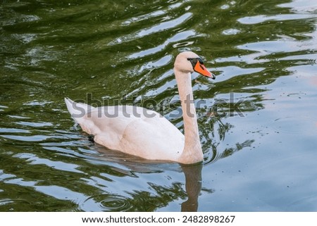 Similar – Foto Bild Spiegelung 1. Ein Schwan alleine im dunklem Wasser. Er reflektiert sich. Nur ein paar Blätter schwimmen auf dem Wasser.