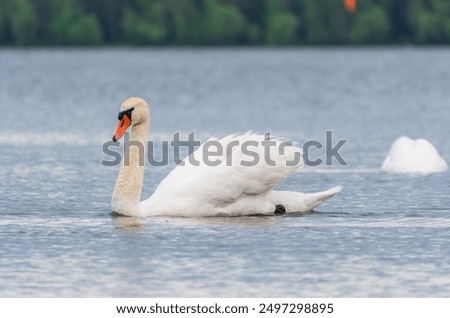 Similar – Foto Bild Spiegelung 1. Ein Schwan alleine im dunklem Wasser. Er reflektiert sich. Nur ein paar Blätter schwimmen auf dem Wasser.